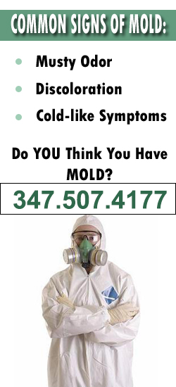 Queens Mold Remediation Contractor